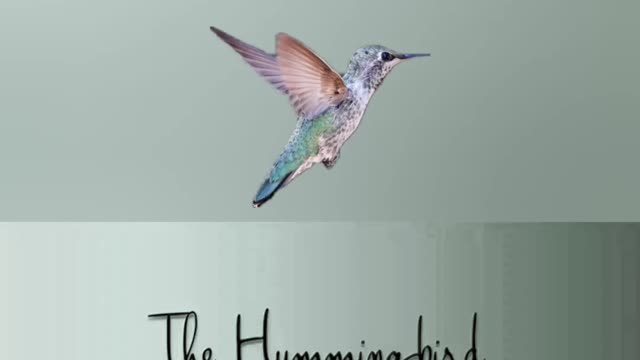 The Hummingbird!