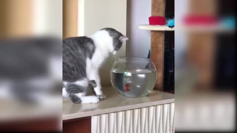 Baby Cats Cute And Funny Baby Compilation, !! funny cat!! cute animals