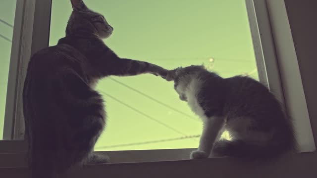 Lovely cat couple at window