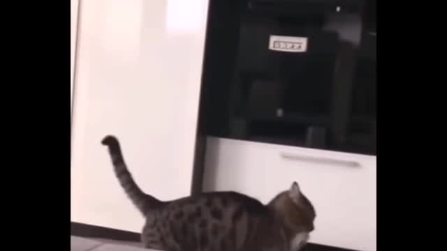 The strong cat pulling the carpet