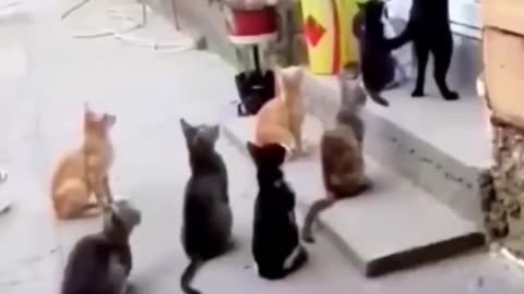 Super funny
