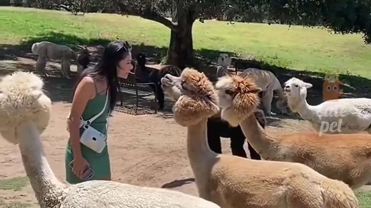 Funny 🤣 animals