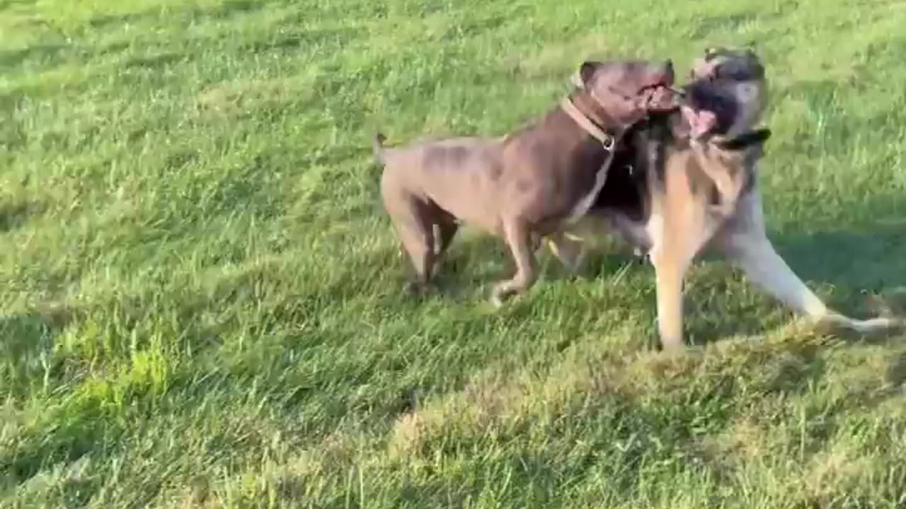 Pit vs German Shepherd