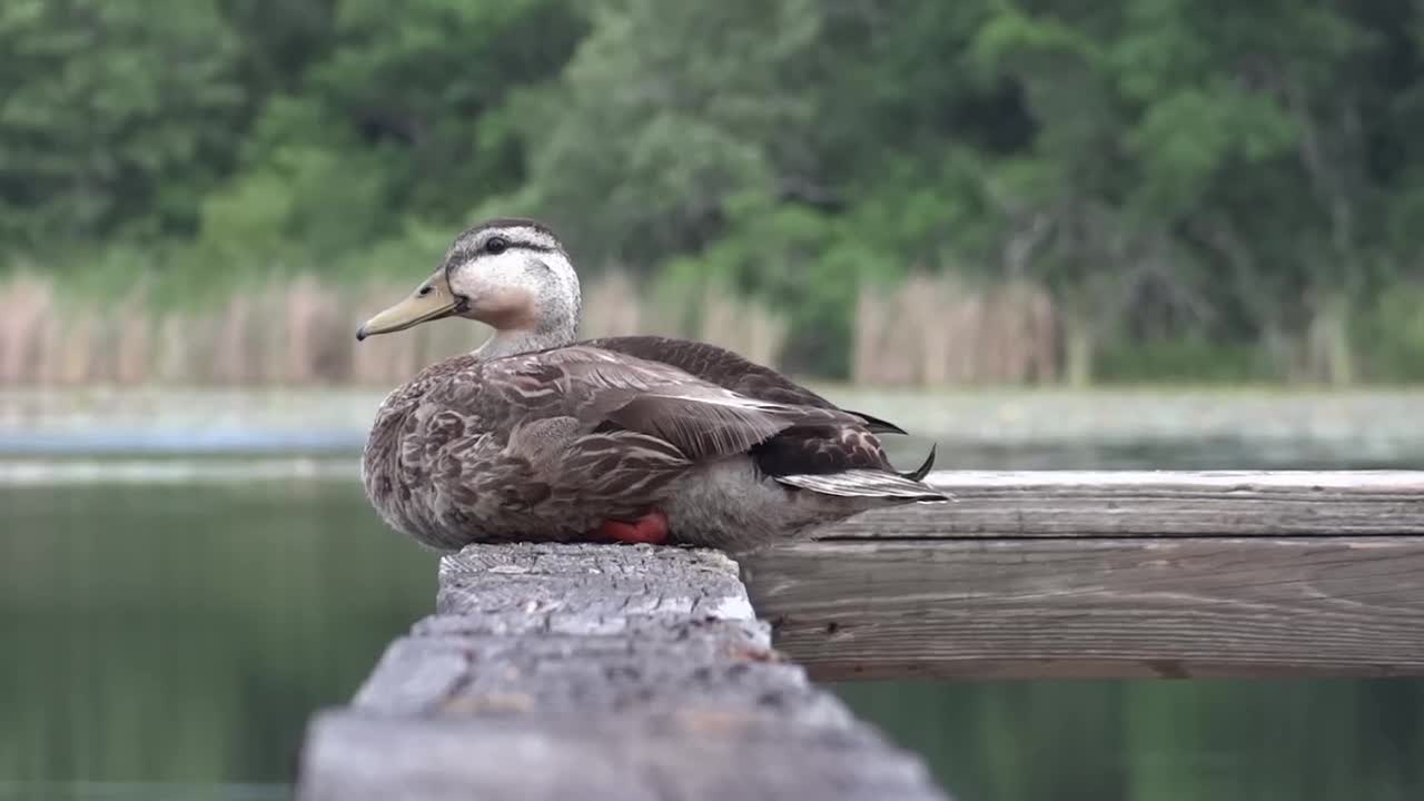 Duck sets lake