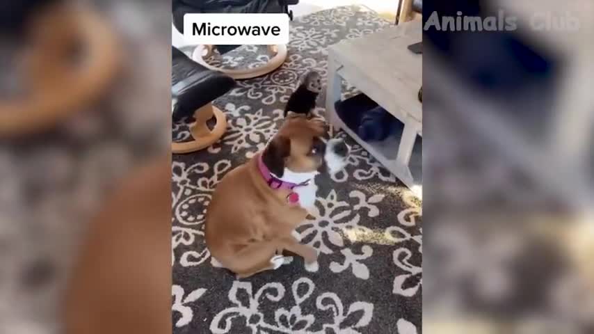 Funny Animal Videos 2022 😂 - Funniest Dogs And Cats Videos 😺😍