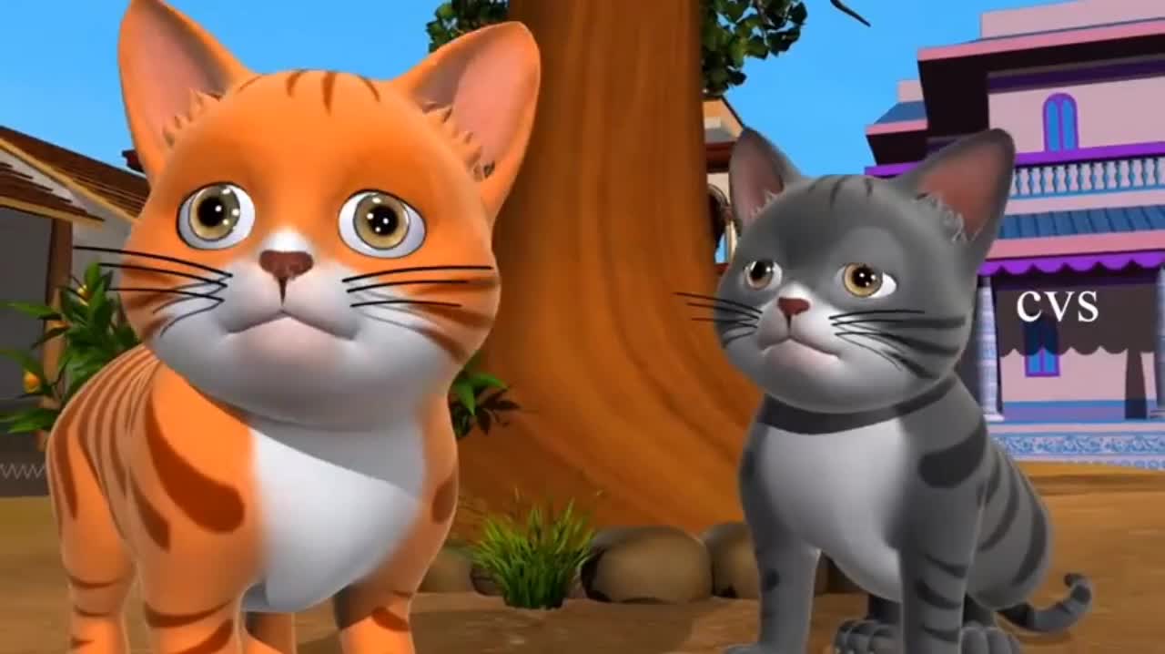 Cat is cat is my bast boy