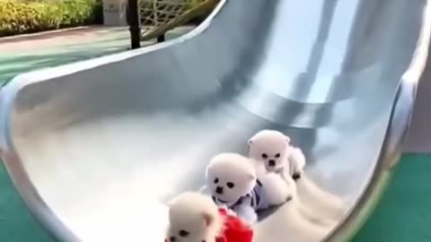 Fun and cute puppies 🤟😊🐰😘