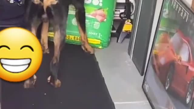 funny dogs