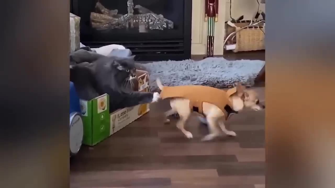 Funny animal video