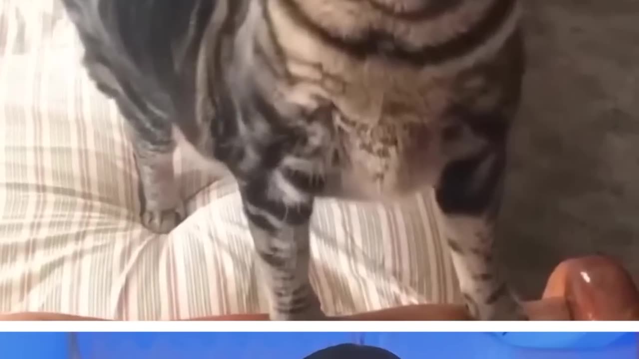 Try Not to laugh