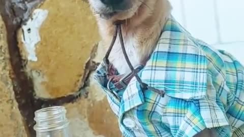 Funny Dog