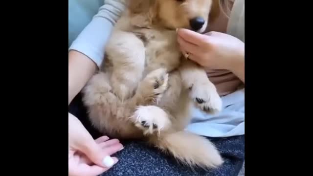 ADORABLE CUTIEST GOLDEN RETRIEVER