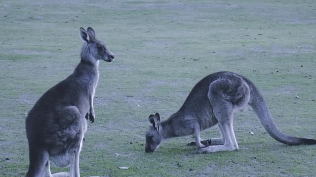 Curious Kangaroo