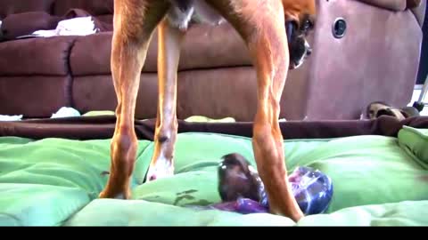 Dog Has Amazing Birth While Standing!!#Babby Dog