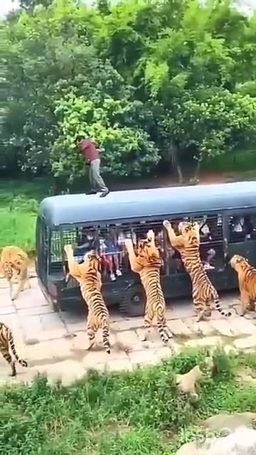 Tiger Dangerous Animal