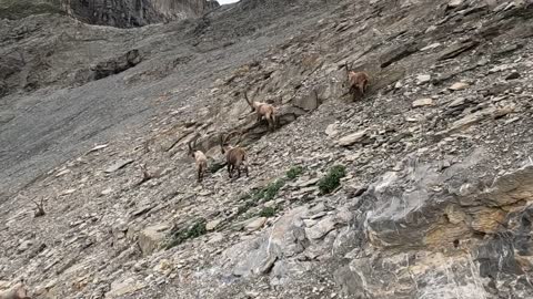 col du Jorat