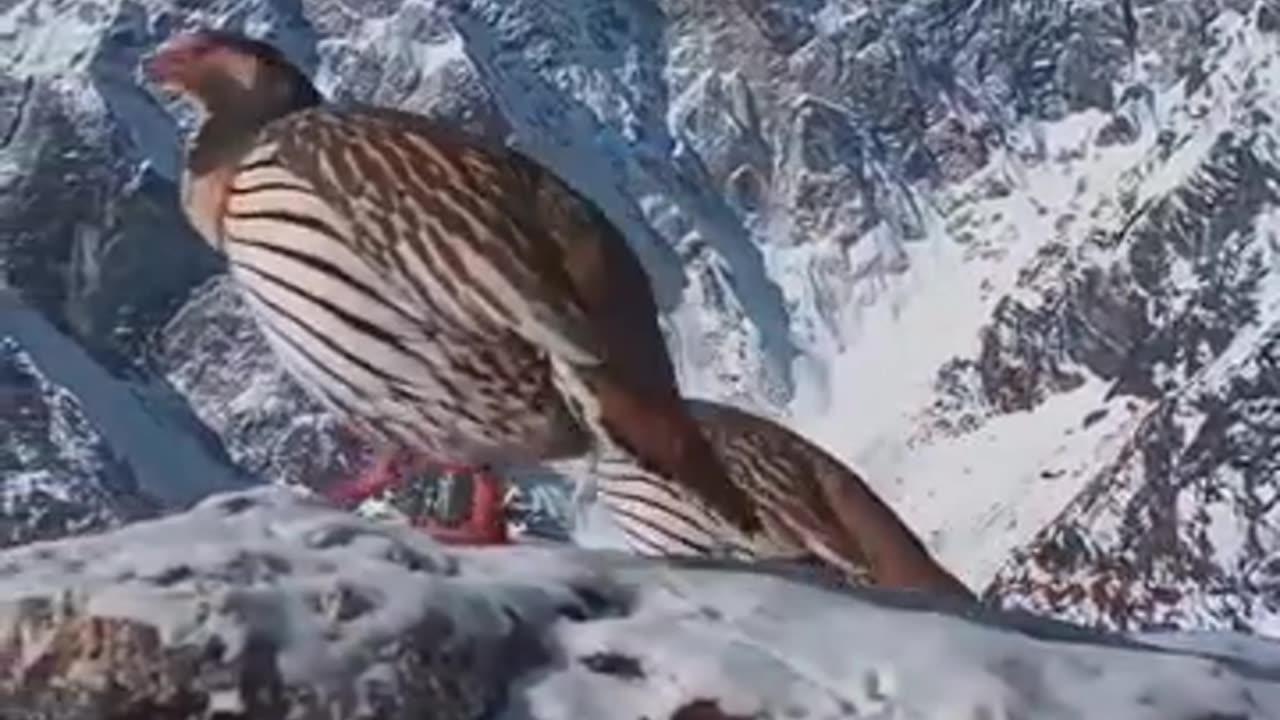 Chakor