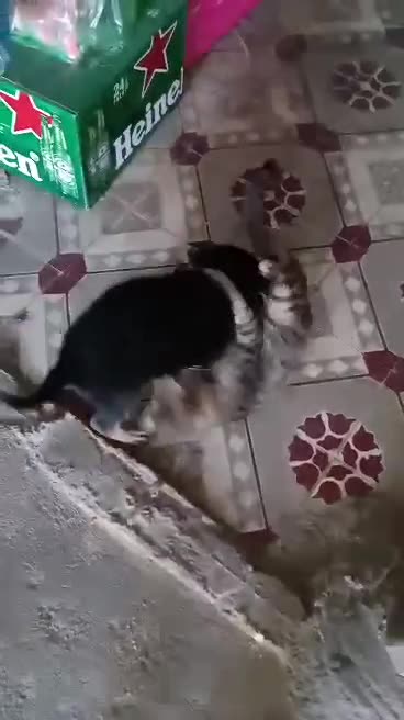 A fierce cute fight between Kitty vs doggy