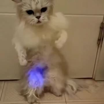 Cats are like potato chips