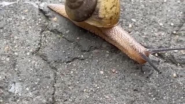 snail