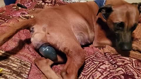 Rhodesian Ridgeback Birth