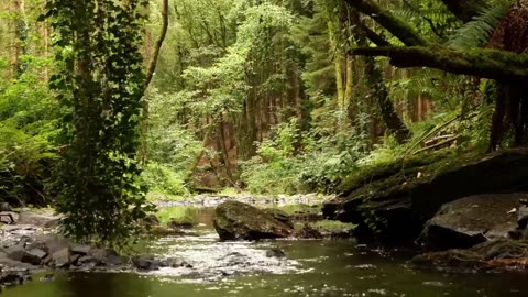 BEAUTIFUL BIRDSONG IN THE FOREST, RELAXING SOUNDS OF NATURE, NIGHTINGALES