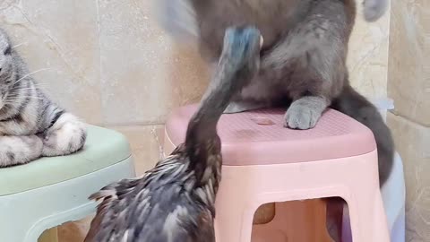 Animal fight