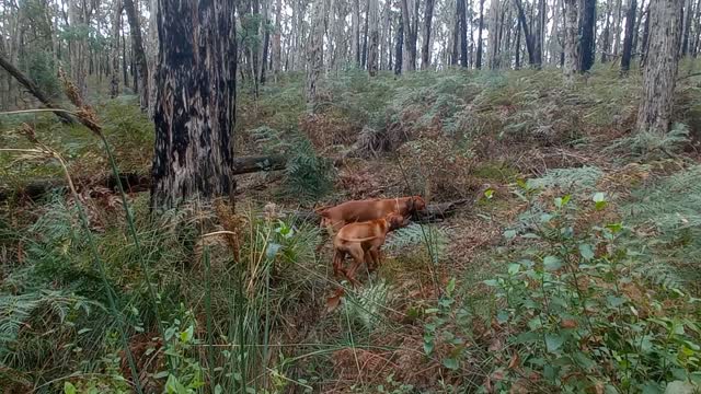 Rhodesian Ridgeback Pup Discovers She Can Jump Gullies