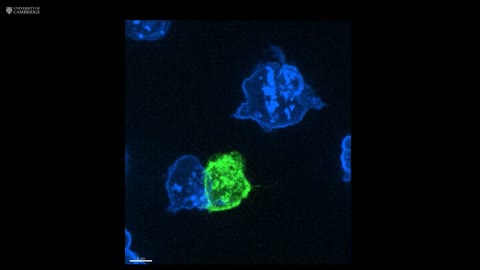 T-cell assassins captured on film hunting down cancer cells and ‘reloading’ to kill again