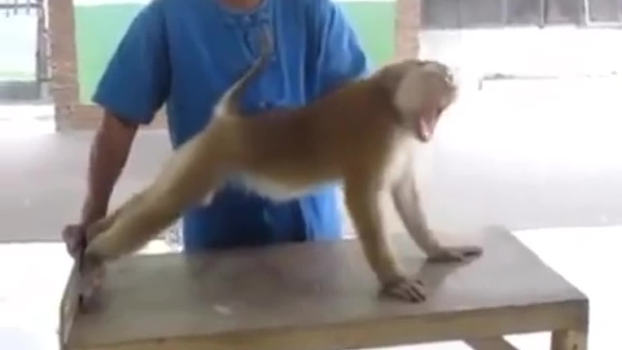 Funny monkey 😛😛😛🤩