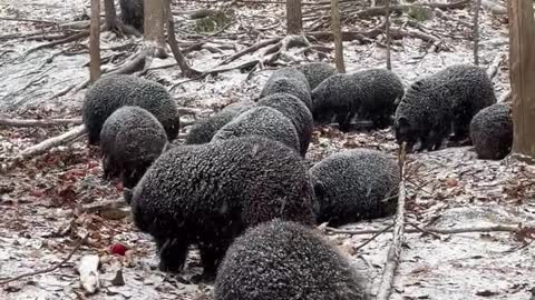 bear family enjoy winter