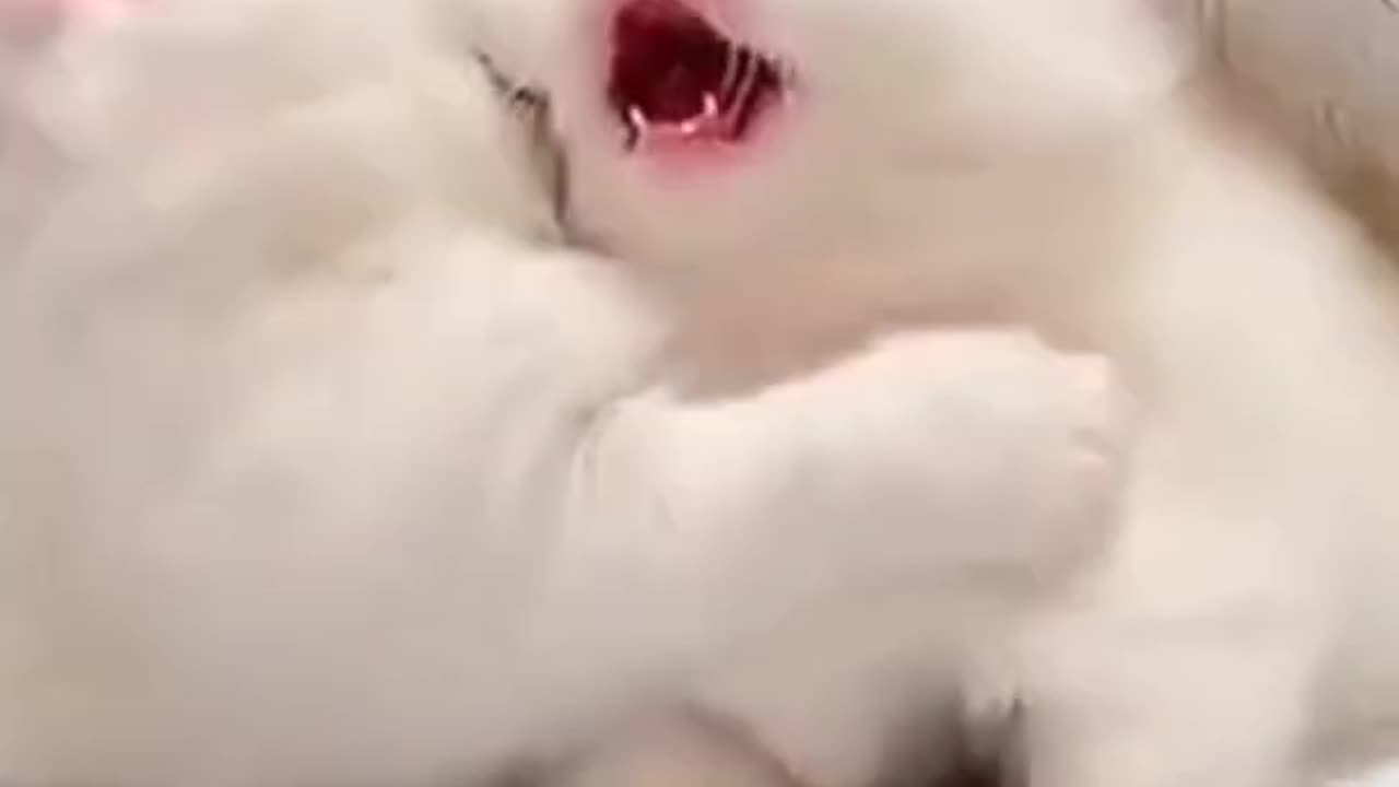 Cute Baby Cat Video