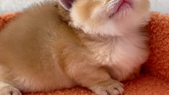 OMG So Cute Cats ♥ Best Funny Cat ❤️🐈Videos 2021 #shorts