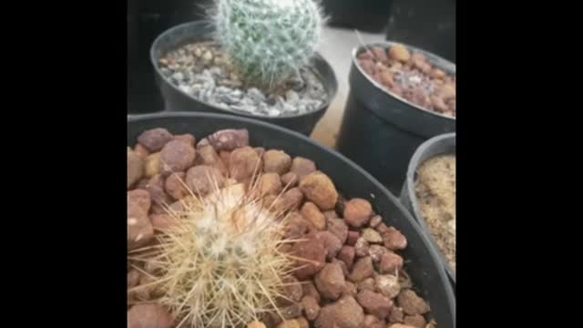 Coleção de cactos