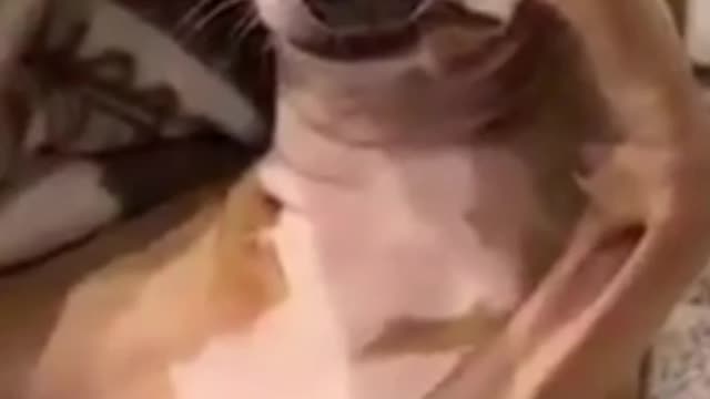 Dogs small dog is the best friend is coming friend