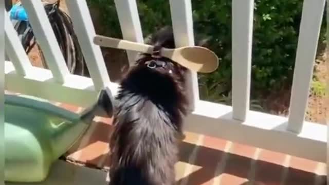 To prevent the cat from jumping off the balcony