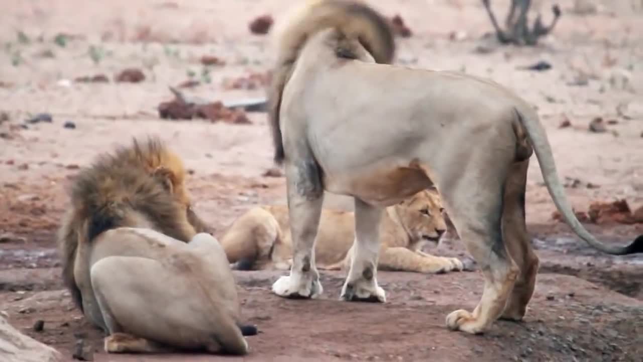 Lion pride being chased away from a watering site by an elephant bull