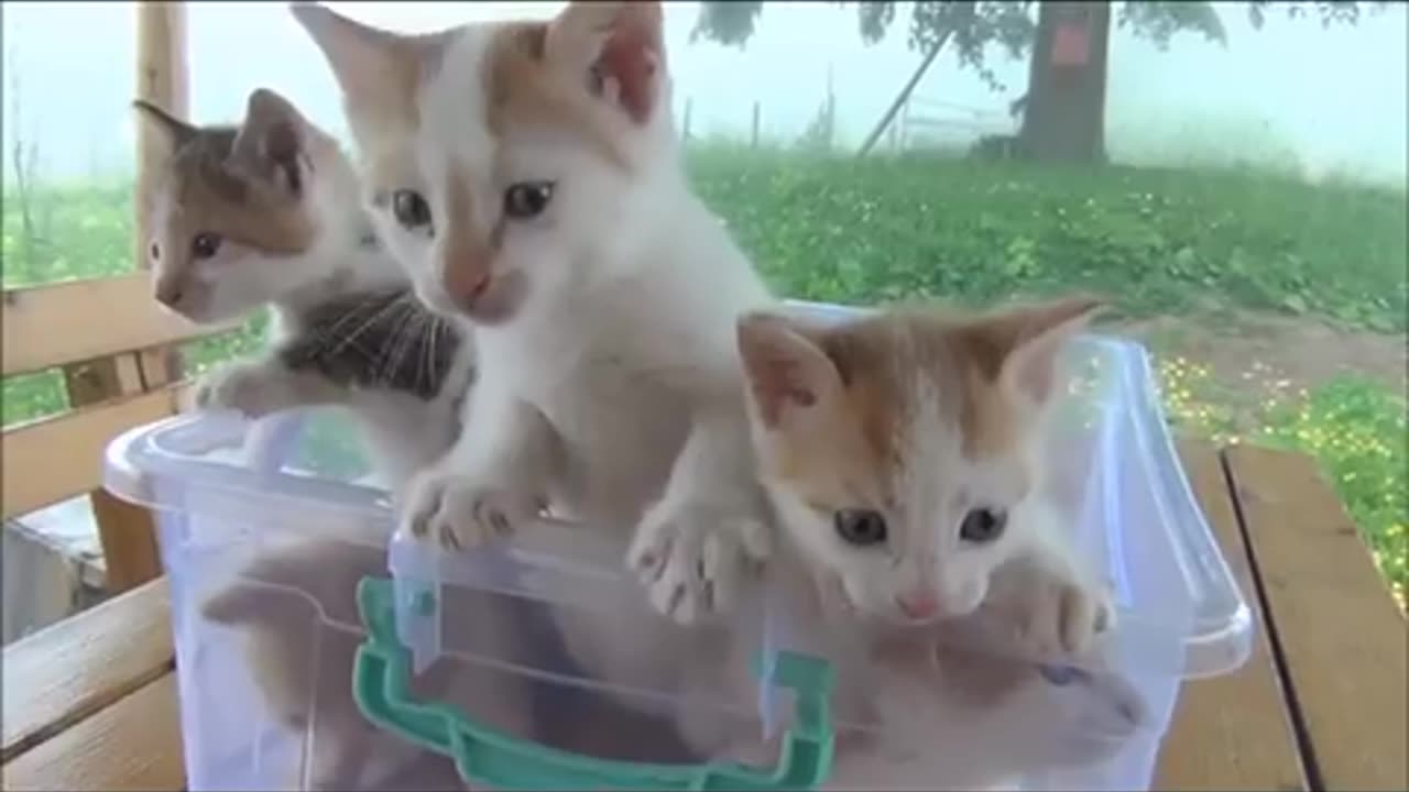 Cute kittens