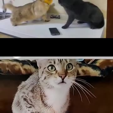 Funny Cats