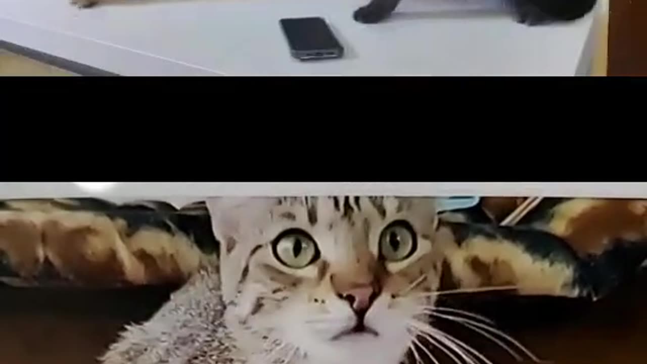 Funny Cats