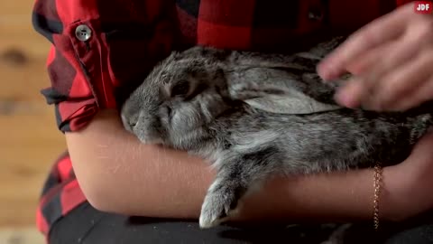 Rabbit Body Language