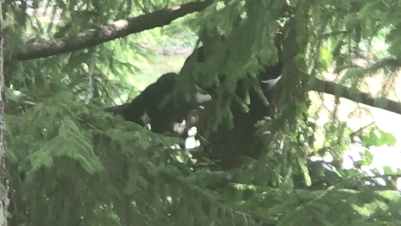 Kittens playing in pine tree
