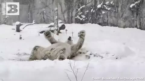 Winter Wonderland! Chicago Zoo Animals Romp in Fresh-Fallen Snow