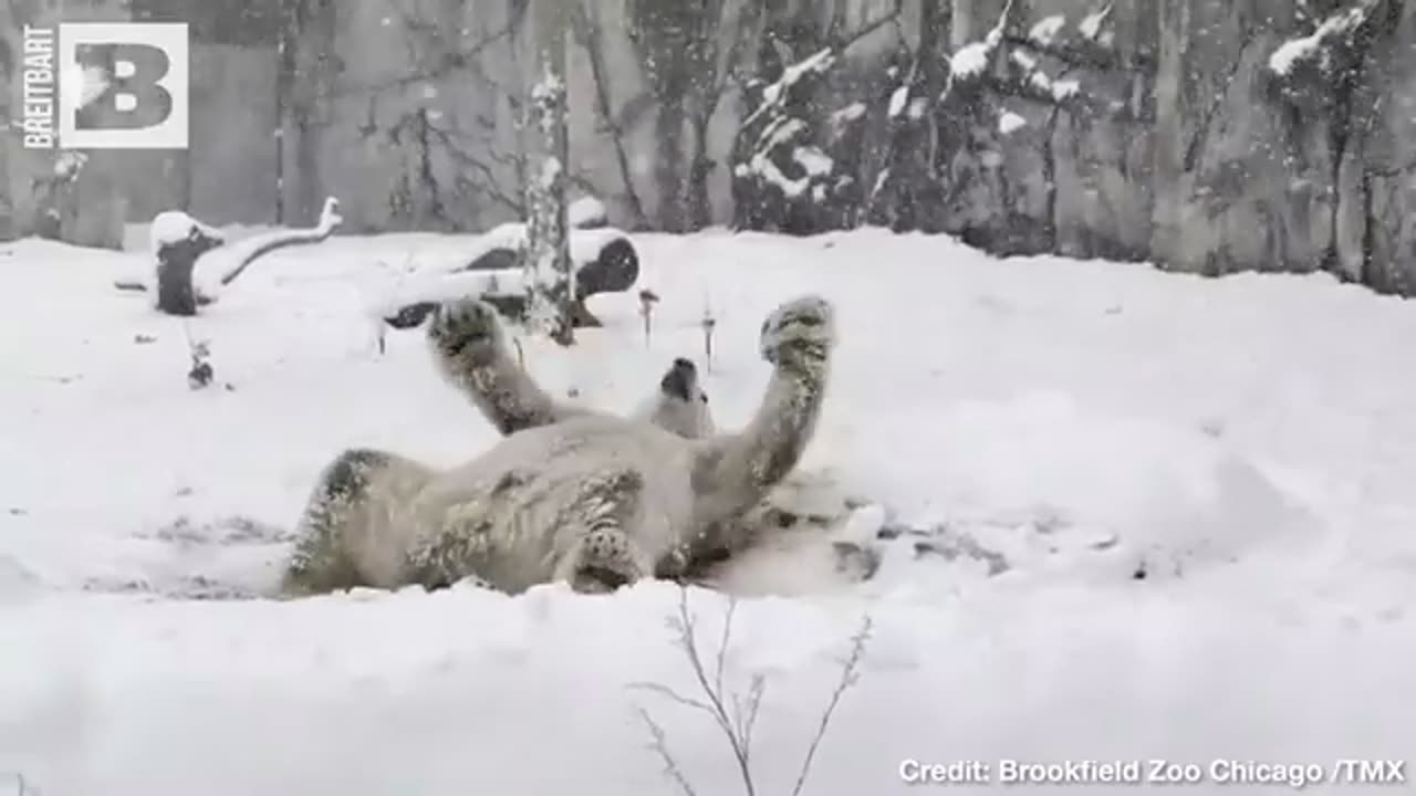 Winter Wonderland! Chicago Zoo Animals Romp in Fresh-Fallen Snow