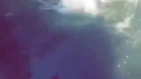 This is a beautiful and charming water-dwelling species