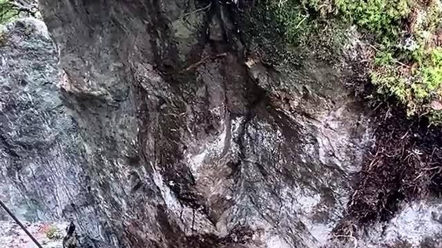 Dislodged Boulder Topples Trees