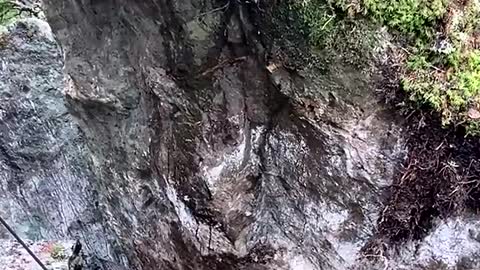 Dislodged Boulder Topples Trees