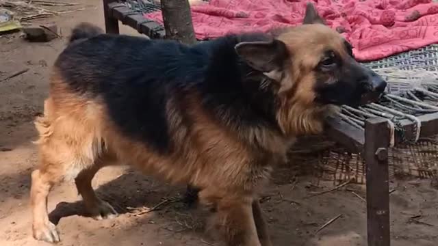 longkotGermanshepherddog