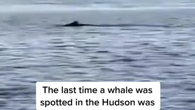 A humpback whale was spotted in the Hudson River