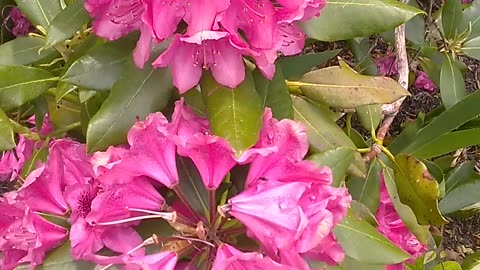 Azaleas